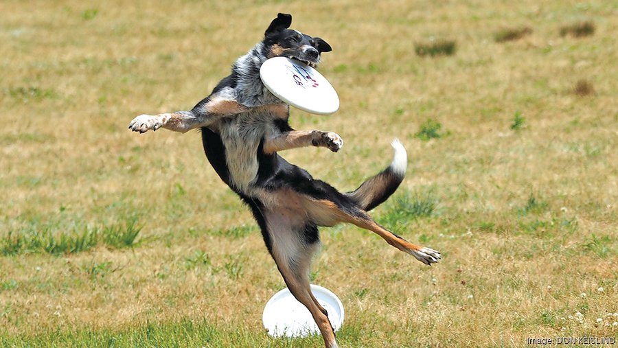 PetSuites Pet Resort and Spa estimates investing $1.85 million in new ...