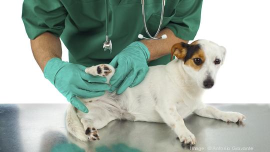 Veterinarian examines the dog's hip